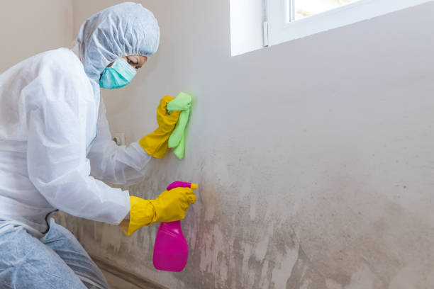 Mold Removal Services